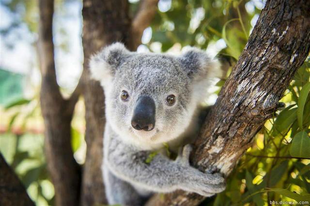 广州长隆野生动物世界在哪里，广州长隆野生动物世界完整攻略暑假来了