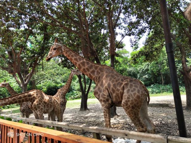 广州长隆野生动物世界在哪里，广州长隆野生动物世界完整攻略暑假来了