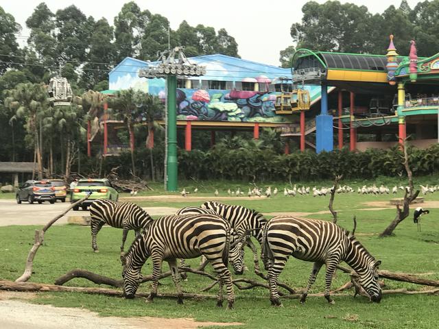 广州长隆野生动物世界在哪里，广州长隆野生动物世界完整攻略暑假来了