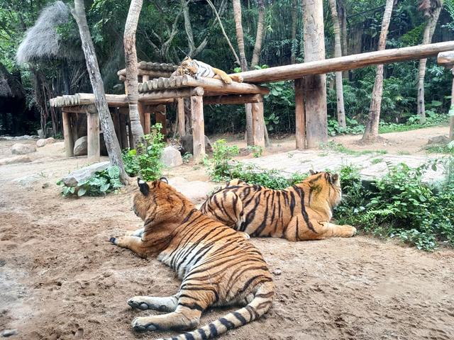 广州长隆野生动物世界在哪里，广州长隆野生动物世界完整攻略暑假来了