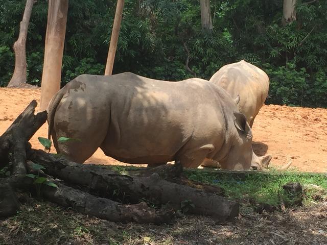 广州长隆野生动物世界在哪里，广州长隆野生动物世界完整攻略暑假来了