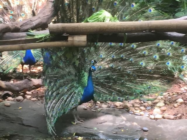 广州长隆野生动物世界在哪里，广州长隆野生动物世界完整攻略暑假来了