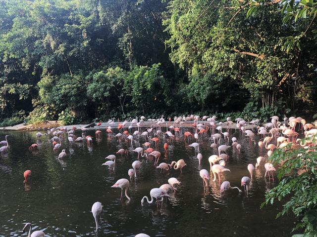 广州长隆野生动物世界在哪里，广州长隆野生动物世界完整攻略暑假来了