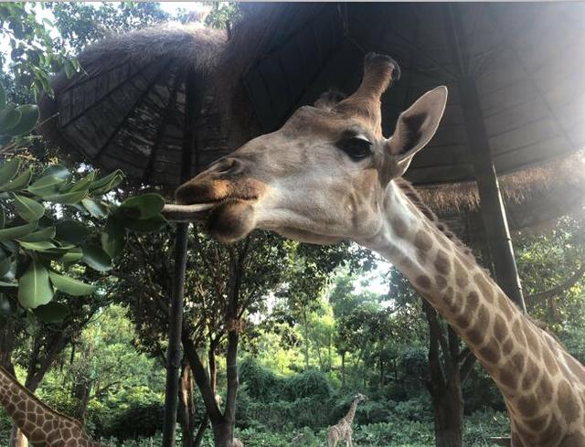 广州长隆野生动物世界在哪里，广州长隆野生动物世界完整攻略暑假来了