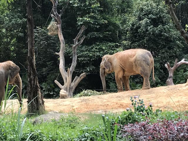 广州长隆野生动物世界在哪里，广州长隆野生动物世界完整攻略暑假来了