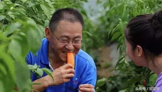 工业辣椒怎么种植高产，辣椒高产种植技术详解