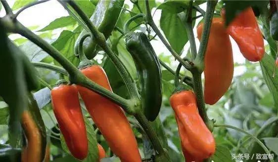 工业辣椒怎么种植高产，辣椒高产种植技术详解