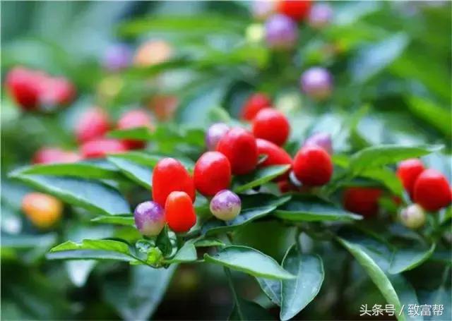 工业辣椒怎么种植高产，辣椒高产种植技术详解