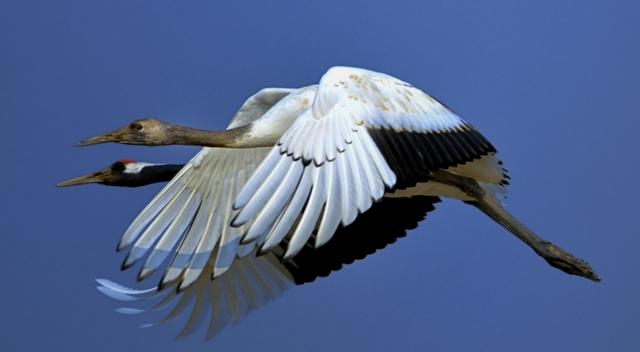不到黄河心不死，不到黄河心不死是哪条河