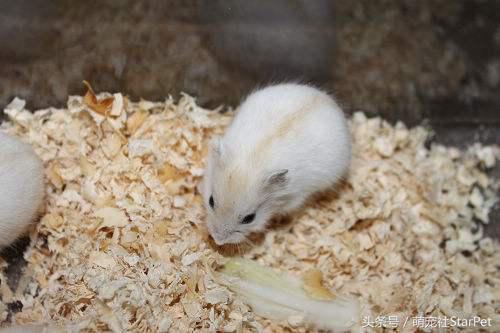 仓鼠有什么品种，仓鼠的品种有什么（第5种国内几乎没人养）