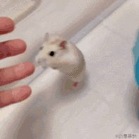 仓鼠有什么品种，仓鼠的品种有什么（第5种国内几乎没人养）