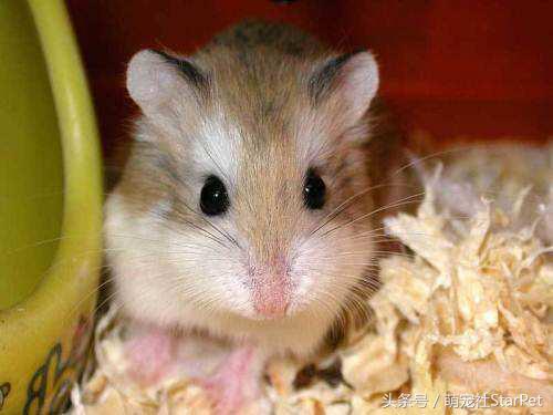 仓鼠有什么品种，仓鼠的品种有什么（第5种国内几乎没人养）