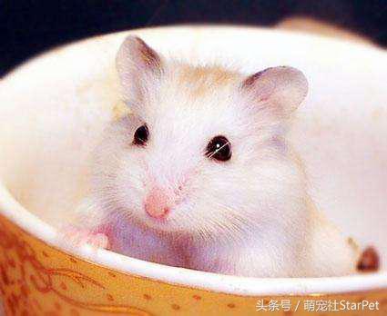 仓鼠有什么品种，仓鼠的品种有什么（第5种国内几乎没人养）