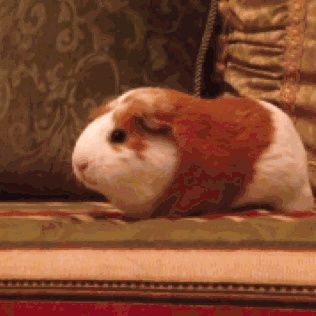 仓鼠有什么品种，仓鼠的品种有什么（第5种国内几乎没人养）