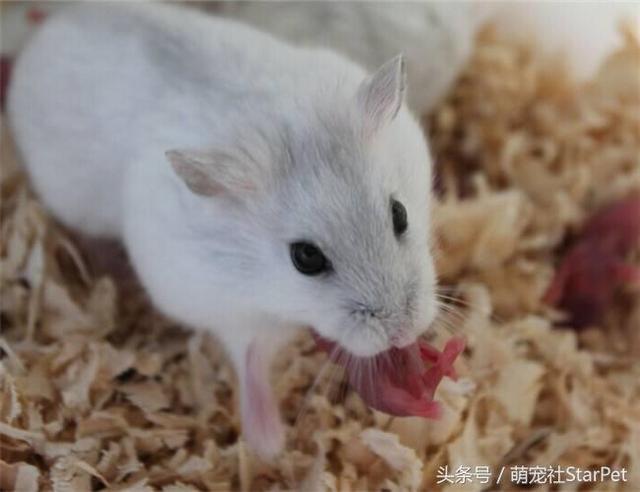 仓鼠有什么品种，仓鼠的品种有什么（第5种国内几乎没人养）