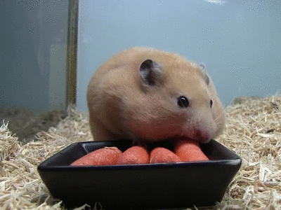 仓鼠有什么品种，仓鼠的品种有什么（第5种国内几乎没人养）