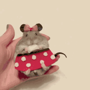 仓鼠有什么品种，仓鼠的品种有什么（第5种国内几乎没人养）