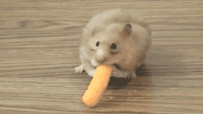 仓鼠有什么品种，仓鼠的品种有什么（第5种国内几乎没人养）