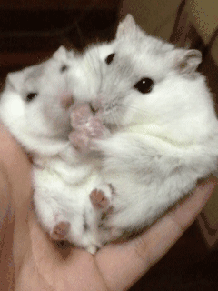 仓鼠有什么品种，仓鼠的品种有什么（第5种国内几乎没人养）