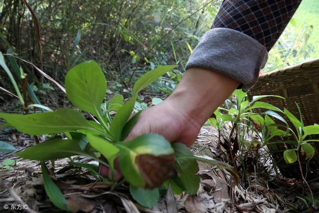 野生苦菜图片大全，能吃的100种野苦菜