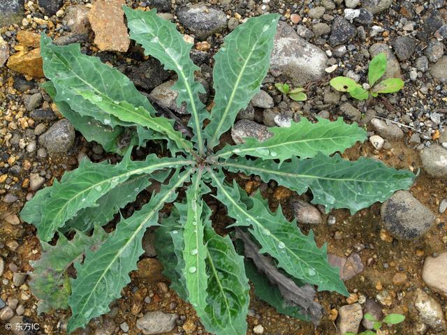 野生苦菜图片大全，能吃的100种野苦菜
