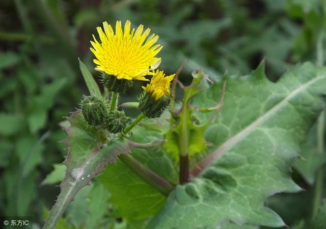 野生苦菜图片大全，能吃的100种野苦菜