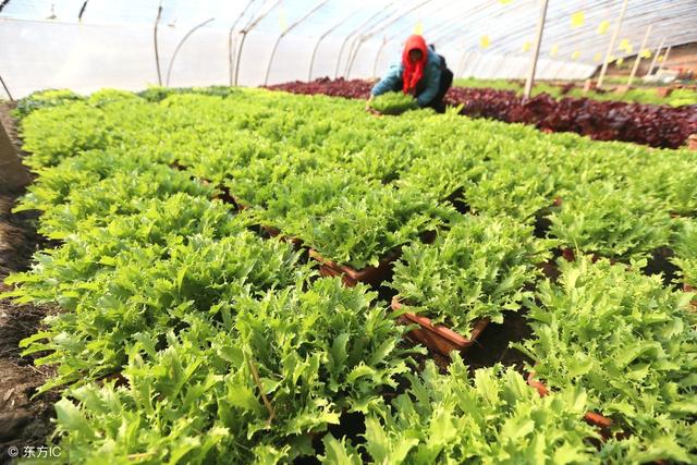 野生苦菜图片大全，能吃的100种野苦菜