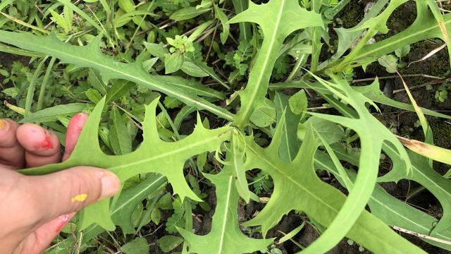 野生苦菜图片大全，能吃的100种野苦菜