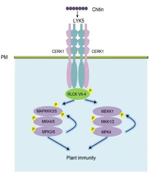 植物激素研究新思路，研究发现植物免疫通路的新机制