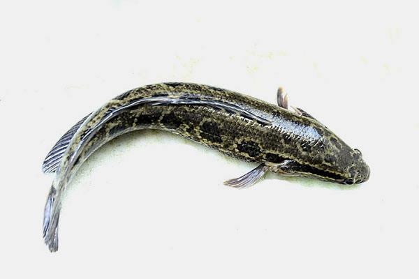 西伯利亚平原狼，西伯利亚平原狼灭绝了吗（西伯利亚狼当选俄世界杯吉祥物）