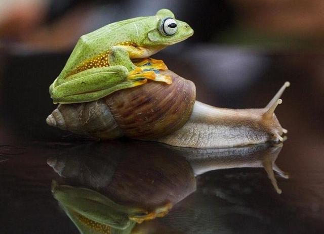 西伯利亚平原狼，西伯利亚平原狼灭绝了吗（西伯利亚狼当选俄世界杯吉祥物）