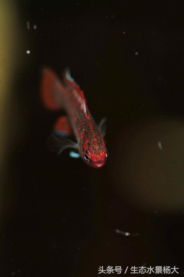 变色龙的神奇技能，100cm²区域伪装92分钟