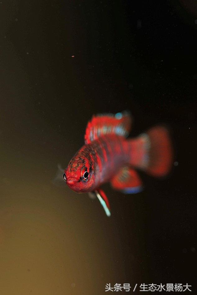 变色龙的神奇技能，100cm²区域伪装92分钟