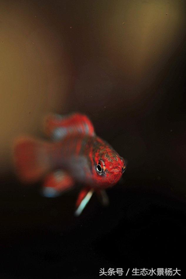 变色龙的神奇技能，100cm²区域伪装92分钟