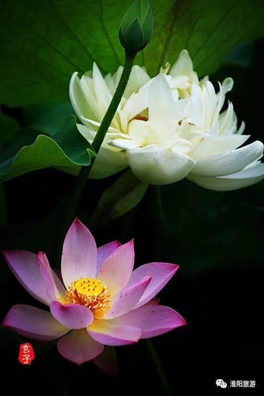 介绍周口淮阳荷花节，淮阳赏荷旅游月开幕式活动集锦