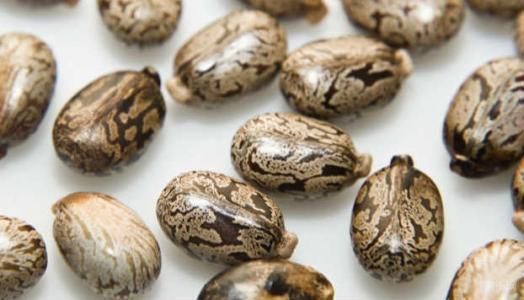 蓖麻子民间偏方，小小一个蓖麻子