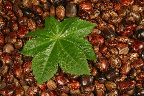 蓖麻子民间偏方，小小一个蓖麻子