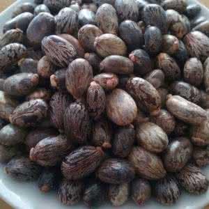 蓖麻子民间偏方，小小一个蓖麻子