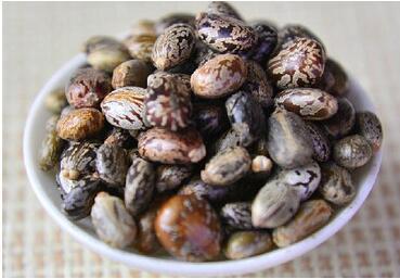 蓖麻子民间偏方，小小一个蓖麻子