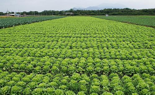 生菜种植方法和时间，八月种菜高峰期