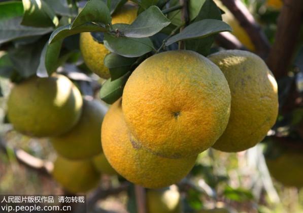 高橙与糖尿病(高血糖 橙子)