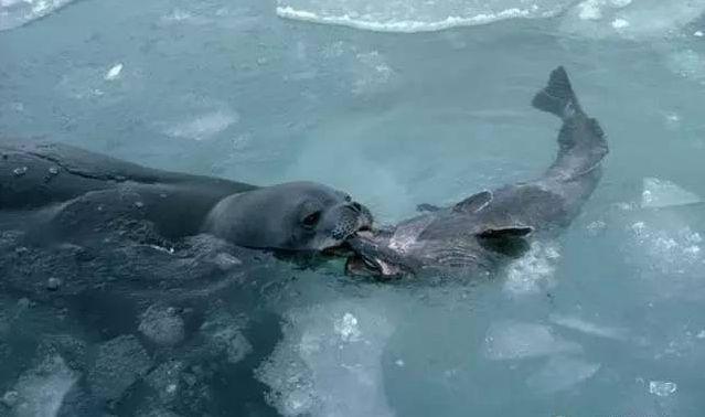真鳕鱼和银鳕鱼的区别，如何区分真假银鳕鱼（教你分清真鳕鱼、银鳕鱼、黑鳕鱼）