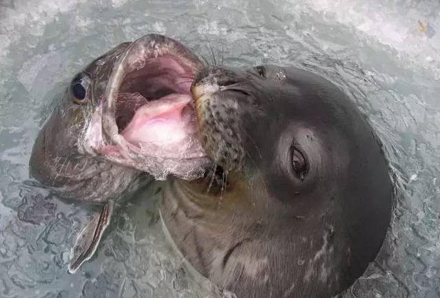 真鳕鱼和银鳕鱼的区别，如何区分真假银鳕鱼（教你分清真鳕鱼、银鳕鱼、黑鳕鱼）