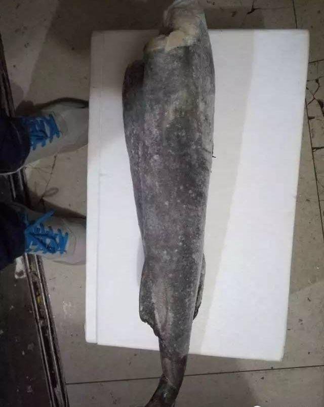 真鳕鱼和银鳕鱼的区别，如何区分真假银鳕鱼（教你分清真鳕鱼、银鳕鱼、黑鳕鱼）