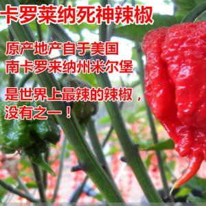 目前公认最辣的辣椒，世界上变态辣的几种辣椒