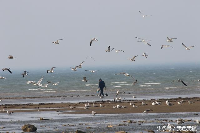 大连海边什么时候能赶海，适合洗海澡赶海的5个景点