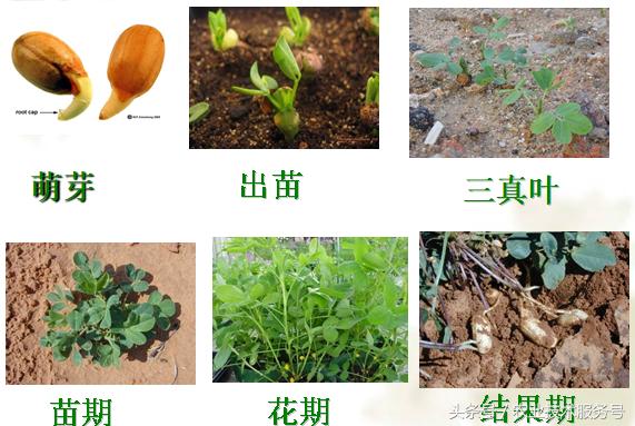 花生的種植技術及播種時間，播種時掌握3個技巧
