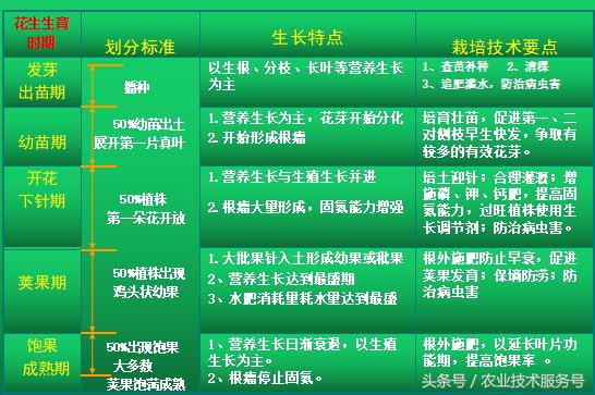 花生的種植技術及播種時間，播種時掌握3個技巧