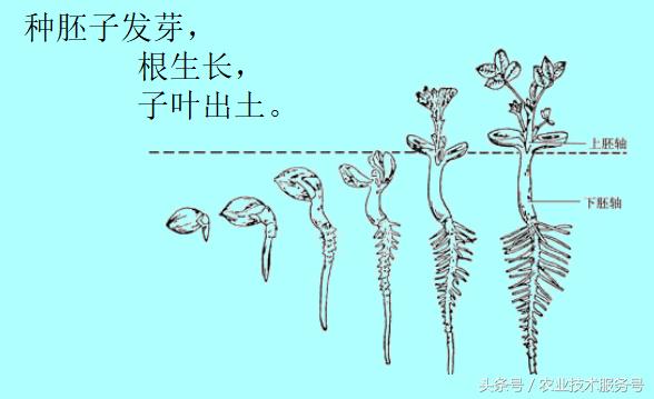 花生的種植技術及播種時間，播種時掌握3個技巧