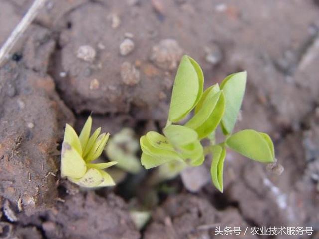 花生的種植技術及播種時間，播種時掌握3個技巧